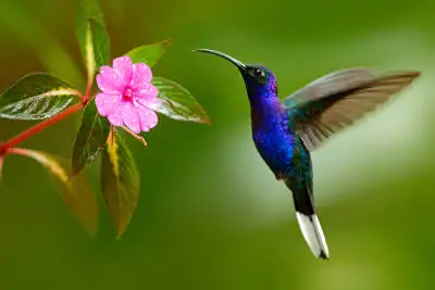 Hummingbird with flower