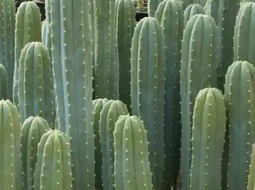 Densely packed pale green columnar cacti with ribbed stems and tiny white spines.