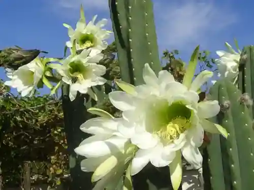 Several white, trumpet-shaped cactus flowers with green centers and yellow stamens bloom on a segmented green cactus against a blue sky.