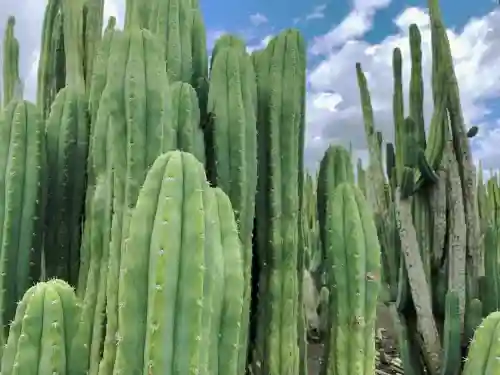A dense field of tall, ribbed green columnar cacti reaching towards a partly cloudy blue sky.
