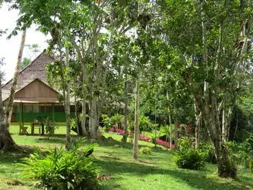Jungle hut with thatched roof behind green lawn and tall trees.