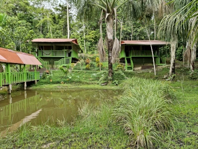 Green cabins with red roofs overlook a murky pond in a verdant forest clearing. A covered walkway extends over the water.