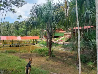 Jungle scene; elevated buildings amongst palm trees. Boardwalk, dog in the foreground.