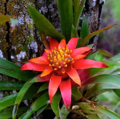 Vibrant red-orange bromeliad flower with a yellow center, growing on a lichen-covered tree trunk.